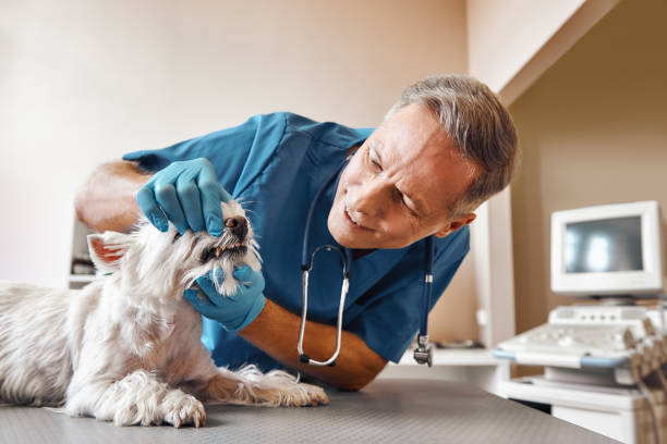 Best Walk-In Emergency Dentist in Helper, UT